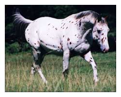 appaloosa for sale